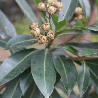 Xanthostemon verticillatus (C.T.White & W.D.Francis) L.S.Sm.